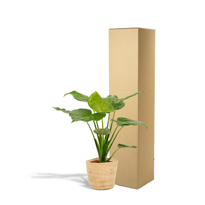 Kamerplant - Alocasia Cucullata - Pot Ø 19cm Hoogte ↕ 65cm