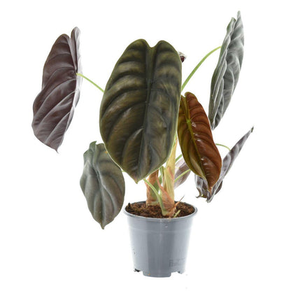 Kamerplant - Alocasia Red Secret - Pot Ø 14cm Hoogte ↕ 35cm
