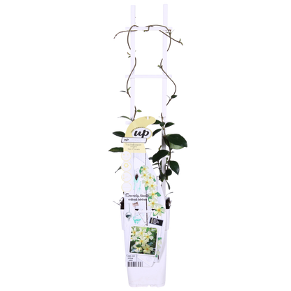 Buitenplant - Trachelospermum 'Star of Toscana' - Klimplant - Pot Ø 15cm Hoogte ↕ 65cm