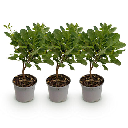 Buitenplant 3x Cotinus coggygria 'Young Lady' - Pot Ø 12cm Hoogte ↕ 35cm