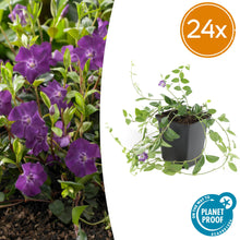 Buitenplant 24x Vinca minor 'Atropurpurea' - Bloeiend - Pot Ø 9cm Hoogte ↕ 10-25cm