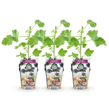 Buitenplant 3x Ribes Jostabes - Winterhard - Pot Ø 9cm