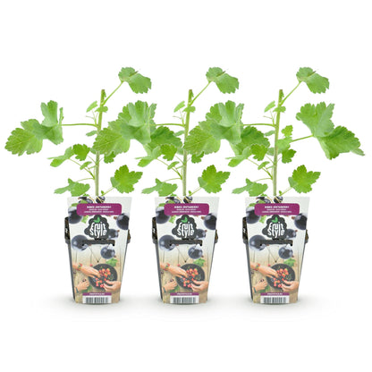 Buitenplant 3x Ribes Jostabes - Winterhard - Pot Ø 9cm