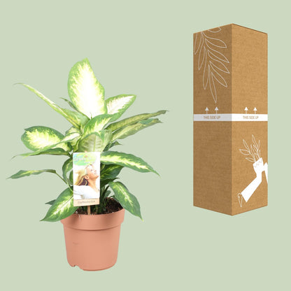 Kamerplant - Dieffenbachia Camilla - Pot Ø 17cm Hoogte ↕ 45cm