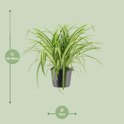 Kamerplant - Chlorophytum Comosum Variegatum - Pot Ø 17cm Hoogte ↕ 30cm