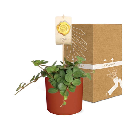 Kamerplant - Peperomia 'Hope' - Inclusief sierpot - Pot Ø 14cm
