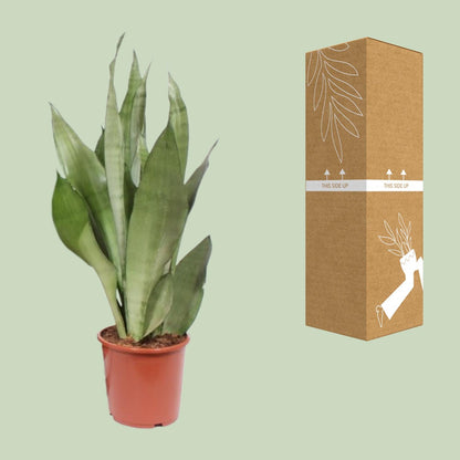 Kamerplant - Sansevieria Moonshine - Pot Ø 17cm Hoogte ↕ 60cm