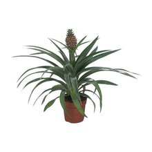 Kamerplant - Ananas Mi Amigo - Pot Ø 12cm Hoogte ↕ 40cm