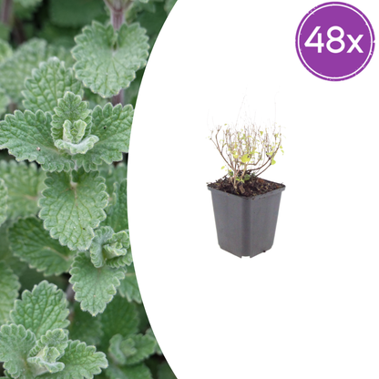 Buitenplant 48x Calamintha nepeta - Vaste plant - Pot Ø 9cm Hoogte ↕ 10-25cm