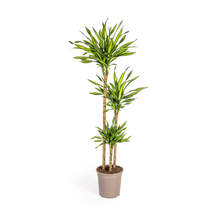 XL Kamerplant - Dracaena Deremensis Rikki - Pot Ø 24cm Hoogte ↕ 130-150cm