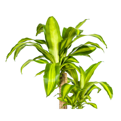 Kamerplant - Dracaena Fragrans Massangeana - Luchtzuiverend - Pot Ø 19cm Hoogte ↕ 70-90cm