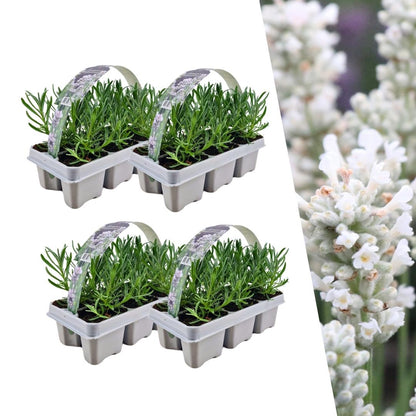 Buitenplant 24x Lavendel angustifolia White - Bloeiend - Pot Ø 7cm Hoogte ↕ 15cm