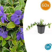 Buitenplant 60x Vinca minor 'Argenteovariegata' - Pot Ø 9cm Hoogte ↕ 10-25cm