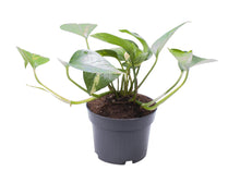 Kamerplant - Epipremnum Pinnatum Aureum - Pot Ø 10cm