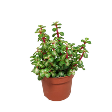 Kamerplant - Portulacaria afra mediopicta - Kweekpot Ø 10,5cm