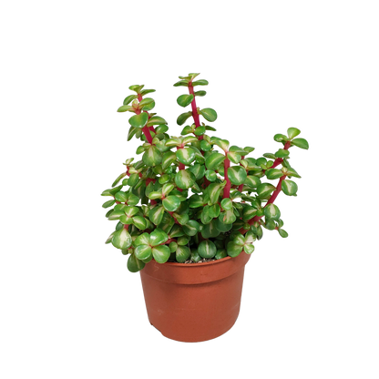 Kamerplant - Portulacaria afra mediopicta - Kweekpot Ø 10,5cm