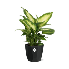 Kamerplant - Dieffenbachia 'Camilla' - Pot Ø 14cm