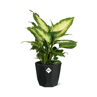 Kamerplant - Dieffenbachia 'Camilla' - Pot Ø 14cm