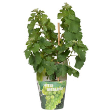 Buitenplant - Vitis Pixie Riesling - Witte wijndruif - Pot Ø 14cm Hoogte ↕ 30cm