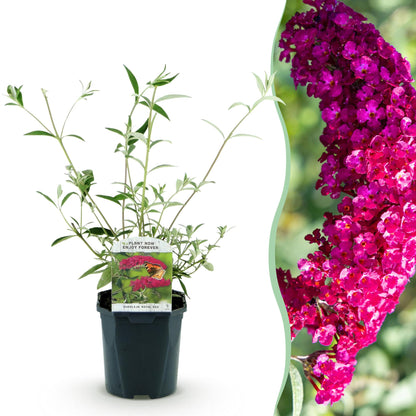 Buitenplant - Buddleja davidii Royal Red - Bloeiend - Pot Ø 17cm Hoogte ↕ 45cm