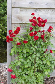 Buitenplant - Rosa Crazy in Love 'Red' - Rode Roos - Bloeiend - Pot Ø 15cm Hoogte ↕ 65cm