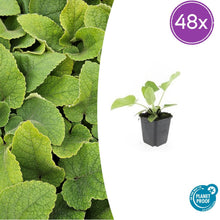 Buitenplant 48x Phlomis russeliana - Bloeiend - Pot Ø 9cm Hoogte ↕ 10-25cm
