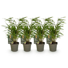 Buitenplant 4x Fargesia rufa - Bladhoudend, Niet Woekerend - Pot Ø 14cm Hoogte ↕ 35cm