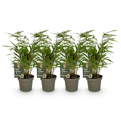 Buitenplant 4x Fargesia rufa - Bladhoudend, Niet Woekerend - Pot Ø 14cm Hoogte ↕ 35cm