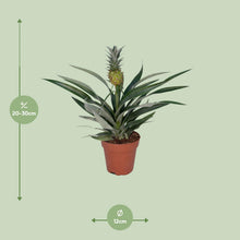 Kamerplant - Bromelia Ananas - Pot Ø 12cm Hoogte ↕ 30cm
