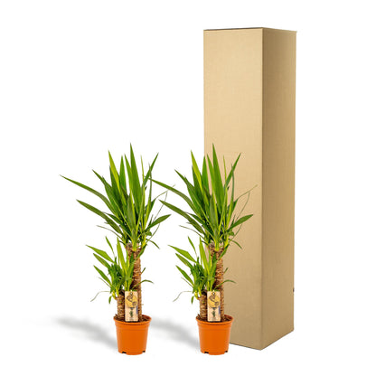Kamerplant 2x Yucca - Pot Ø 17cm Hoogte ↕ 90cm