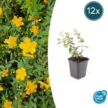 Buitenplant 12x Hypericum dummeri 'Peter Dummer' - Bloeiend - Pot Ø 9cm Hoogte ↕ 10-25cm