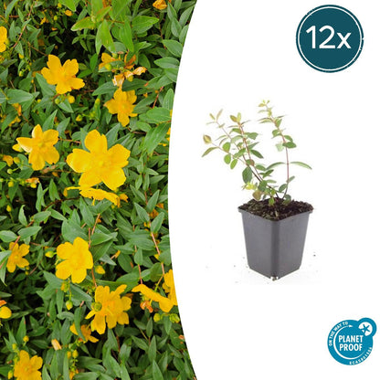 Buitenplant 12x Hypericum dummeri 'Peter Dummer' - Bloeiend - Pot Ø 9cm Hoogte ↕ 10-25cm
