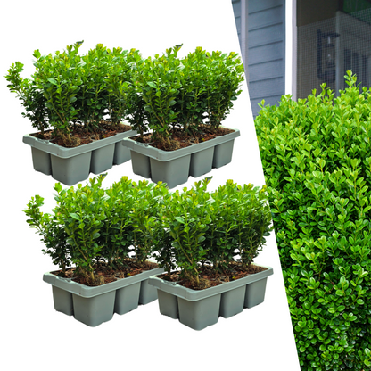 Buitenplant 24x Buxus NewGen Freedom - Winterhard - Pot Ø 7cm Hoogte ↕ 15cm
