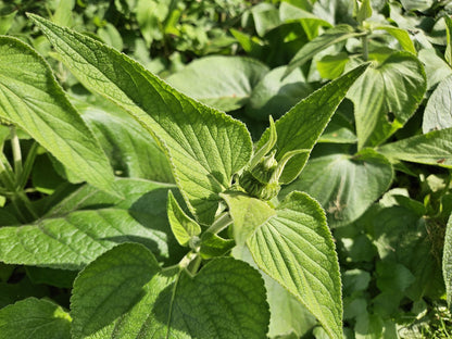 Buitenplant 48x Phlomis russeliana - Bloeiend - Pot Ø 9cm Hoogte ↕ 10-25cm