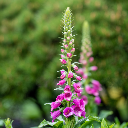 Buitenplant 6x Digitalis purpurea - Bloeiend - Pot Ø 9cm Hoogte ↕ 10-25cm