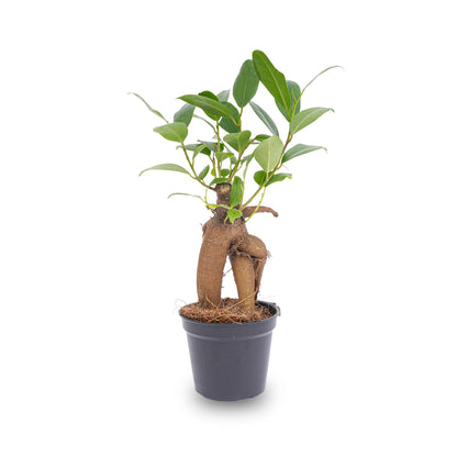 Kamerplant - Ficus Ginseng Bonsai Microcarpa - Pot Ø 6cm