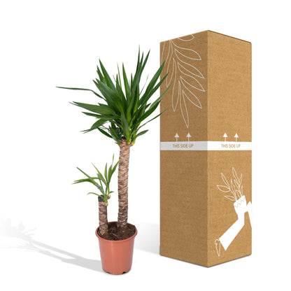 Kamerplant - Yucca Elephantipes - Pot Ø 21cm Hoogte ↕ 100cm