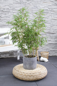 Buitenplant - Fargesia rufa - Niet-Woekerende Bamboe - Pot Ø 29cm Hoogte ↕ 80cm