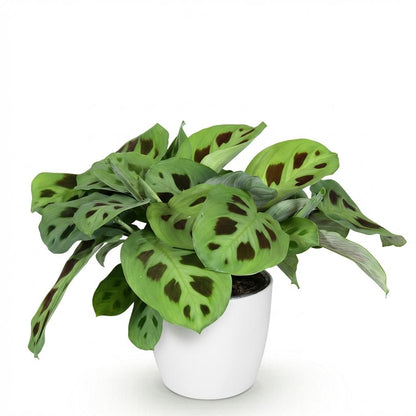 Kamerplant - Maranta Fascinator Kerchoveana - Zebraplant - Pot Ø 12cm Hoogte ↕ 25cm