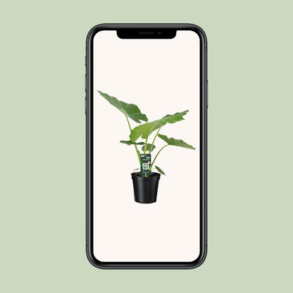 Kamerplant Alocasia Macrorrhiza - Olifantsoor - Pot Ø 19cm Hoogte ↕ 70cm