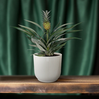 Kamerplant - Bromelia Ananas - Pot Ø 12cm Hoogte ↕ 30cm