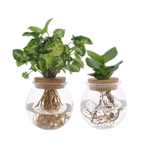 Kamerplant 2x Clusia/Syngonium Green in Bolglas - Pot Ø 12cm Hoogte ↕ 30cm