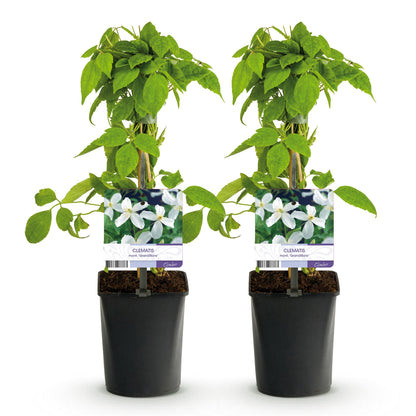 Buitenplant 2x Clematis montana Grandiflora - Vroegbloeiend Wit - Pot Ø 11cm Hoogte ↕ 40cm