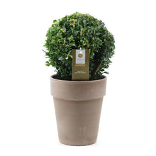 Buitenplant - Buxus Sempervirens Ball - Winterhard - Pot Ø 19cm Hoogte ↕ 37cm