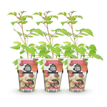Buitenplant 3x Rubus phoenicolasius - Winterhard - Pot Ø 9cm Hoogte ↕ onbekend