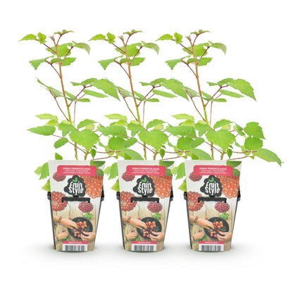 Buitenplant 3x Rubus phoenicolasius - Winterhard - Pot Ø 9cm Hoogte ↕ onbekend