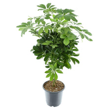 Kamerplant - Schefflera Compacta Nora - Pot Ø 21cm Hoogte ↕ 75cm