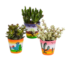 Kamerplant 3x Crassula mix - Inclusief Mexicaanse sierpot - Pot Ø 8.5cm