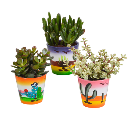 Kamerplant 3x Crassula mix - Inclusief Mexicaanse sierpot - Pot Ø 8.5cm
