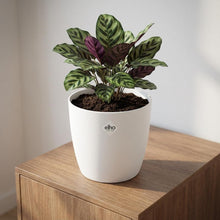 Sierpot - Brussels Rond 22cm - Wit